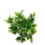 Ramo planta artificial Coleus 30cm verde﻿﻿﻿﻿﻿