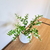 Ramo planta artificial Graphylea 30 cm. blanca﻿﻿﻿﻿﻿ - comprar online