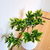 Ramo planta artificial Coleus 30cm verde﻿﻿﻿﻿﻿ - comprar online