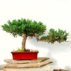 Juniperus enebeo