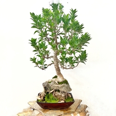 Ficus enraizado en piedra colección