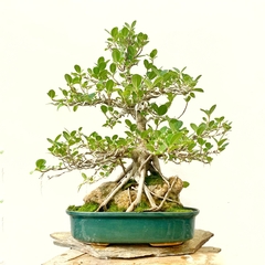 Ficus enraizado en piedra colección