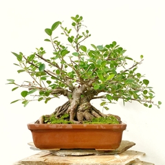 Ficus colección