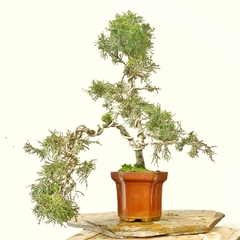 Juniperus chino