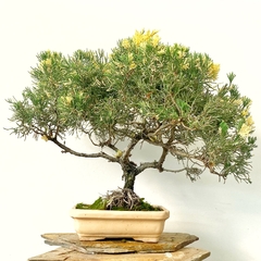 Juniperus chino disciplinado