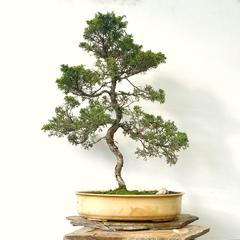 Juniperus tailandes colección