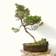 Juniperus tailandes colección
