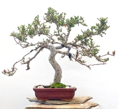 Juniperus enebro colección