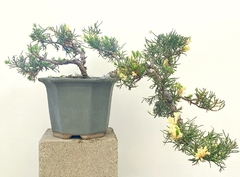Juniperus chino disciplinado