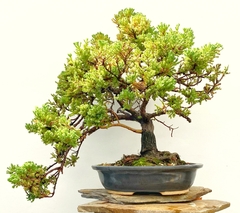 Juniperus enebro colección