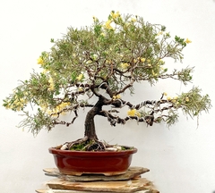 Juniperus chino disciplinado colección