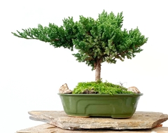 Juniperus enebro