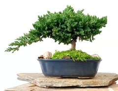 Juniperus enebro