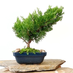 Juniperus chino