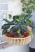 Alocasia Black Velvet