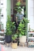 Ficus Pandurata Grande Triple - comprar online