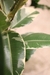 Ficus Elástica Variegada Chico - comprar online