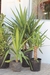 Yucca Mediano - comprar online