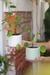 Pilea Peperemoides - comprar online