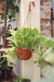 Pothus Lemon Grande - comprar online