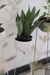 Sansevieria Moonshine - comprar online