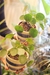 Pilea Peperemoides en internet