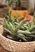 Sansevieria Starfish - comprar online