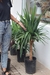 Yucca Mediano