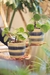 Pilea Peperemoides - rame home deco