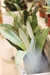 Sansevieria Moonshine en internet