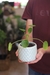 Pilea Peperemoides - tienda online