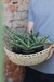 Sansevieria Starfish en internet