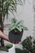 Alocasia Silver Black - comprar online