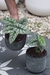 Alocasia Silver Black