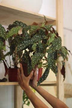 Begonia Maculata - comprar online