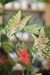 Caladium - comprar online