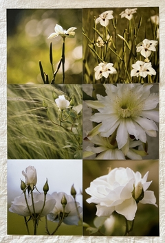 INDIVIDUALES FOTOS FLORES BLANCAS x 6 u. - comprar online