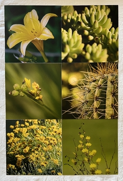 INDIVIDUALES FOTOS FLORES AMARILLAS x 6 u. - comprar online