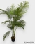 ARECA C/MACETA 1.55m