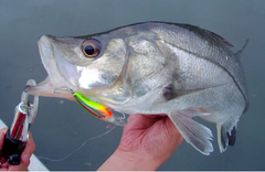 ISCA SUPER BAIT ULTRA DEEP (SBUD) - DECONTO - loja online