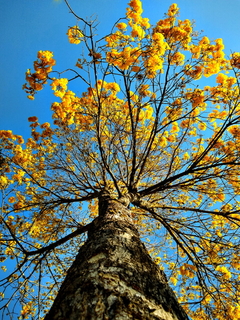 Ipê Amarelo com céu azul: Canvas Tela Fine Art 60x80 cm na internet