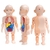 Brinquedo Educativo - Boneco Anatomia do Corpo Humano - Missão Diversão - Brinquedos de alta qualidade para todos