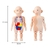 Brinquedo Educativo - Boneco Anatomia do Corpo Humano na internet