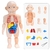 Brinquedo Educativo - Boneco Anatomia do Corpo Humano na internet