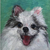 QUADRO PINTURA CACHORRO SPITZ ALEMÃO 35X35 - comprar online