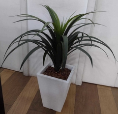 Arranjo Dracena