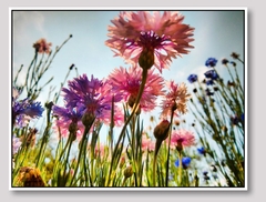 Flores na horta: Canvas Tela Fine Art 50cm x 37,5 cm SOB ENCOMENDA - Mama Gipsy