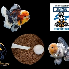 Otohime 150 gr. Alimento para peces Goldfish Japones.