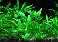 Cryptocoryne parva