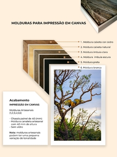 Macaw picture in the cerrado, Alto Paraíso - online store